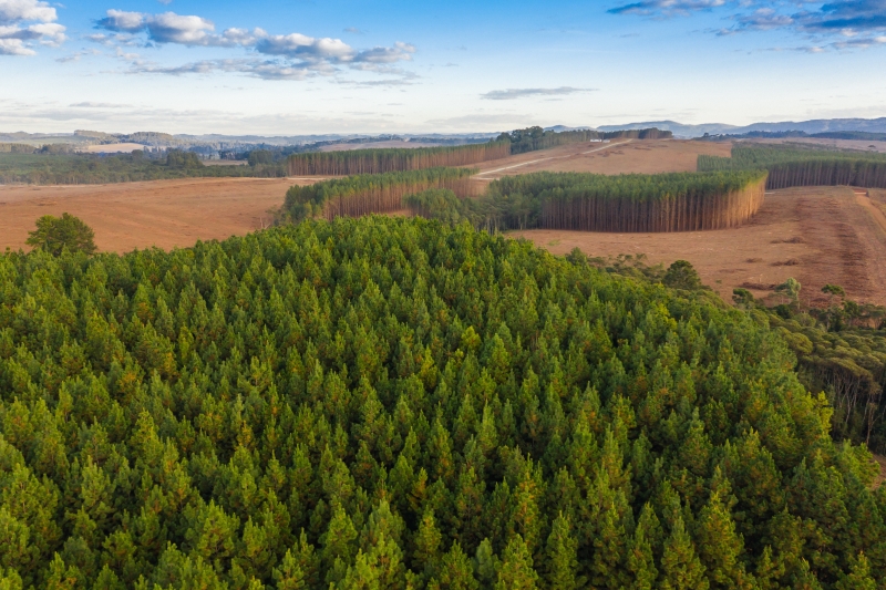 FIESC defende valorização do Código Florestal