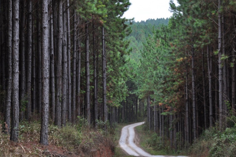 ADI sobre Código Ambiental de SC pode comprometer 244 mil empregos, diz FIESC